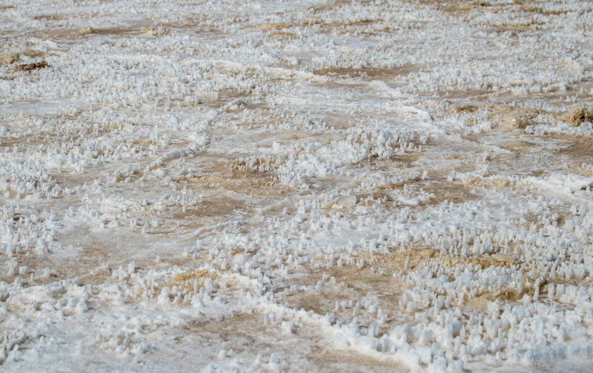 A bird standing in the middle of a flooded area